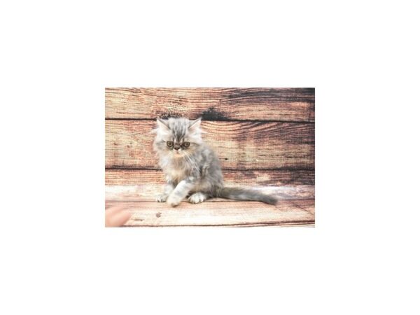 Persian-CAT-Female-Blue-22229-Petland Scottsdale, Arizona