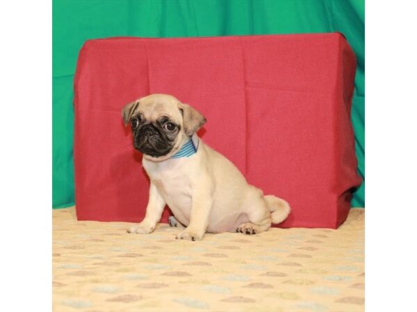 Pug-DOG-Female-Fawn-22238-Petland Scottsdale, Arizona