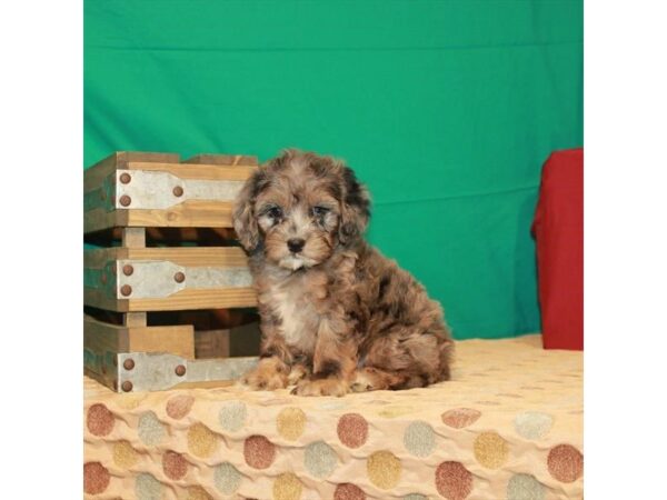 Cocker Spaniel/Poodle-DOG-Female-Blue Merle-22243-Petland Scottsdale, Arizona