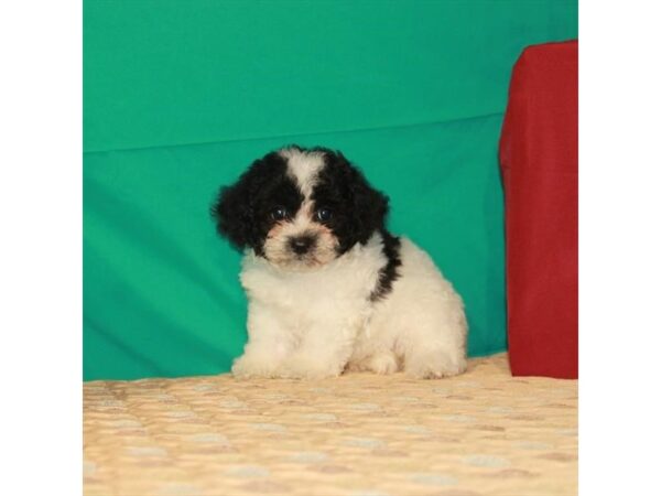 Bichon Frise/Shih Tzu-DOG-Female-White / Black-22242-Petland Scottsdale, Arizona