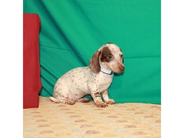 Dachshund-DOG-Female-Chocolate / Tan-22236-Petland Scottsdale, Arizona