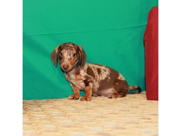 Dachshund-DOG-Male-Chocolate / Tan-22237-Petland Scottsdale, Arizona