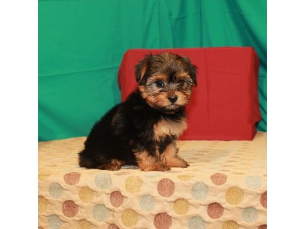 Yorkshire Terrier-DOG-Female-Black / Tan-22241-Petland Scottsdale, Arizona