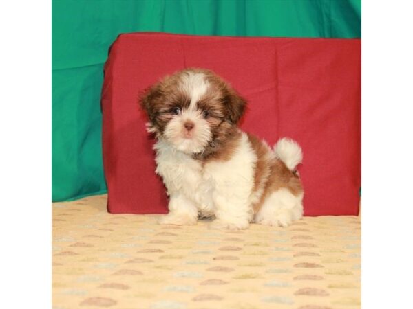 Shih Tzu-DOG-Male-White / Chocolate-22239-Petland Scottsdale, Arizona