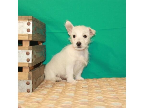West Highland White Terrier-DOG-Male-White-22240-Petland Scottsdale, Arizona