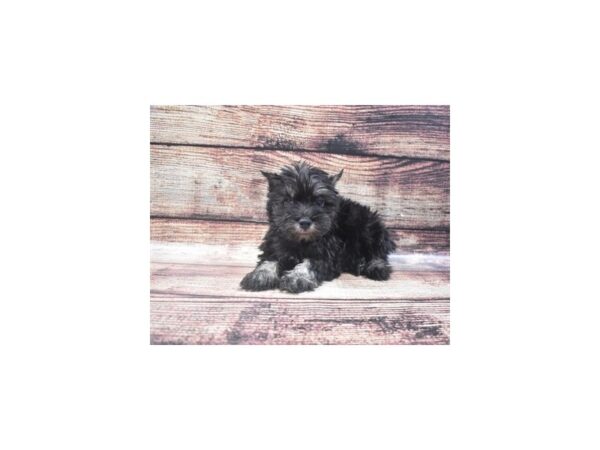 Miniature Schnauzer-DOG-Male-Black and Silver-22245-Petland Scottsdale, Arizona