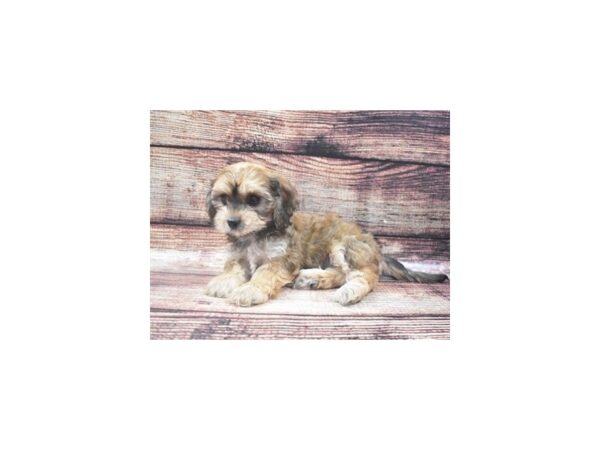 Bichon Frise/Cavalier King Charles Spaniel-DOG-Female-Ruby-22254-Petland Scottsdale, Arizona