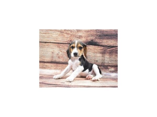 Beagle-DOG-Male-Black White and Tan-22253-Petland Scottsdale, Arizona