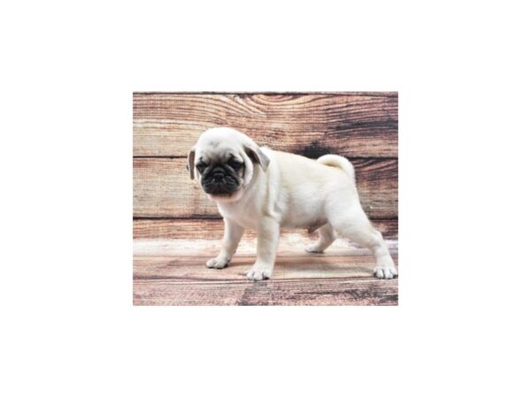 Pug-DOG-Male-Fawn-22247-Petland Scottsdale, Arizona