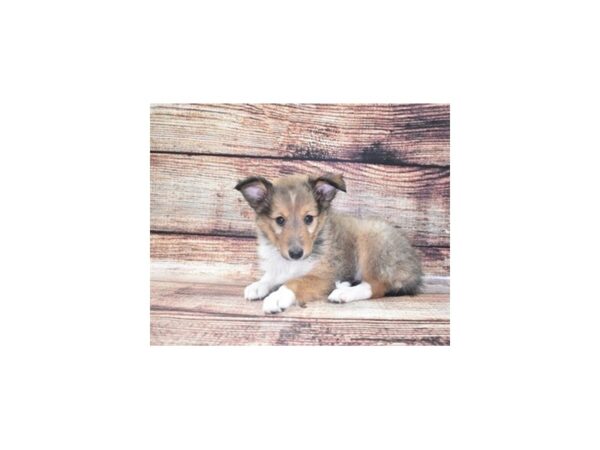 Shetland Sheepdog-DOG-Female-Sable and White-22248-Petland Scottsdale, Arizona