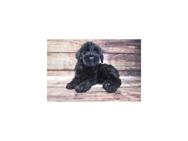 Giant Schnauzer-DOG-Female-Black-22244-Petland Scottsdale, Arizona