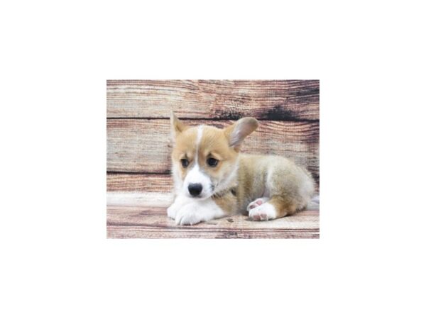 Pembroke Welsh Corgi-DOG-Male-Red-22246-Petland Scottsdale, Arizona