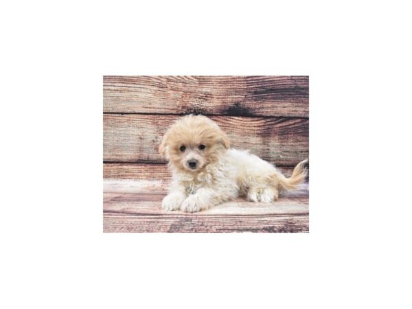 Pomeranian/Poodle-DOG-Female-Cream-22255-Petland Scottsdale, Arizona