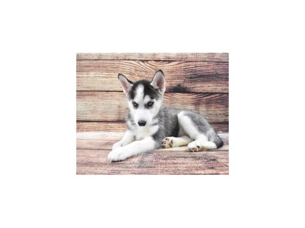 Siberian Husky-DOG-Female-Black and White-22249-Petland Scottsdale, Arizona