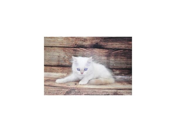 Persian-CAT-Male-White-22251-Petland Scottsdale, Arizona