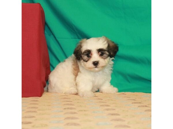 Bichon Frise/Shih Tzu-DOG-Male-White / Gold-22263-Petland Scottsdale, Arizona