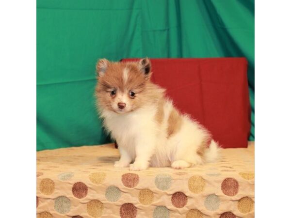 Pomeranian-DOG-Female-White / Chocolate Merle-22258-Petland Scottsdale, Arizona