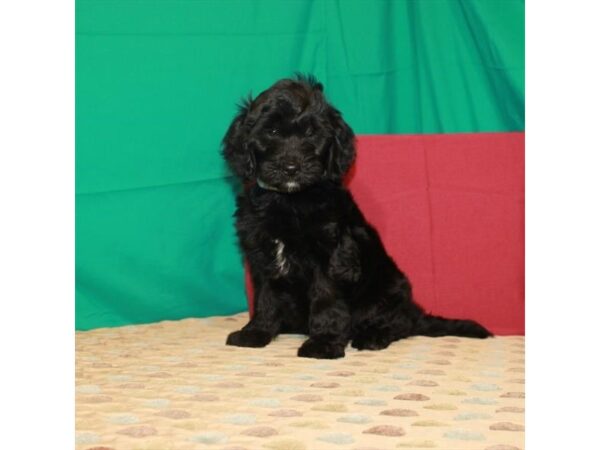 F1 Mini Golden Doodle-DOG-Female-Black-22264-Petland Scottsdale, Arizona