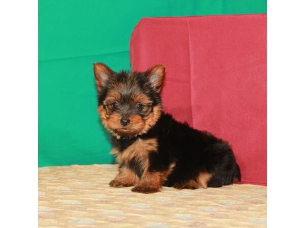 Yorkshire Terrier-DOG-Female-Black / Tan-22262-Petland Scottsdale, Arizona