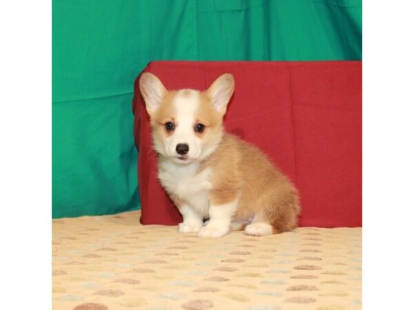Pembroke Welsh Corgi-DOG-Female-Red / White-22257-Petland Scottsdale, Arizona
