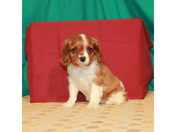 Cavalier King Charles Spaniel-DOG-Female-Blenheim / White-22256-Petland Scottsdale, Arizona
