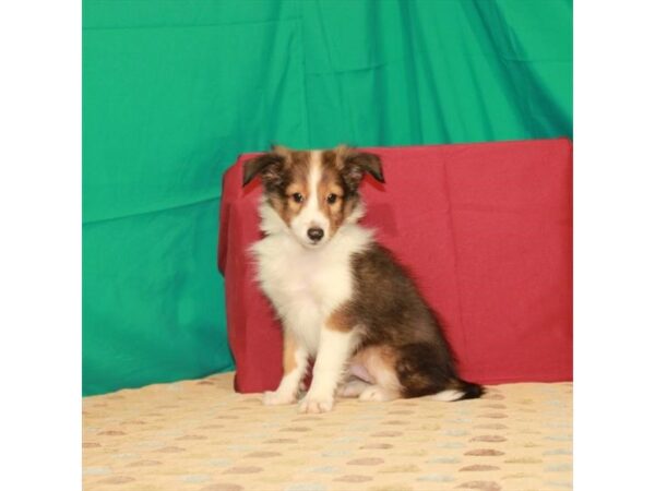 Shetland Sheepdog-DOG-Male-Sable / White-22259-Petland Scottsdale, Arizona