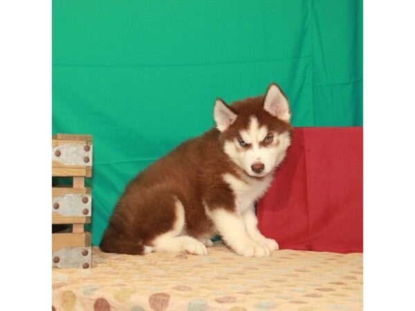 Siberian Husky-DOG-Male-Chocolate / White-22261-Petland Scottsdale, Arizona