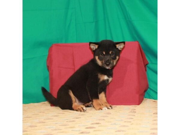 Shiba Inu-DOG-Male-Black / Tan-22260-Petland Scottsdale, Arizona