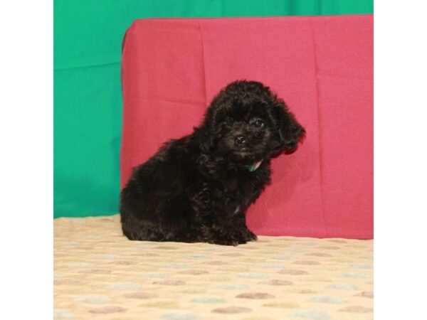 Poodle/Shih Tzu-DOG-Male-Black-22265-Petland Scottsdale, Arizona