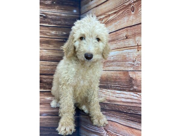 F1B Goldendoodle-DOG-Female-Golden-22270-Petland Scottsdale, Arizona