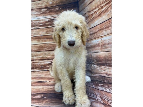 F1B Goldendoodle-DOG-Female-Golden-22269-Petland Scottsdale, Arizona
