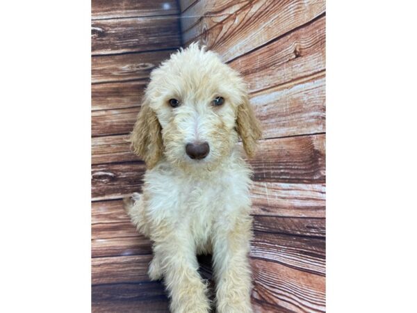 F1B Goldendoodle-DOG-Male-Golden-22268-Petland Scottsdale, Arizona