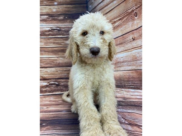 F1B Goldendoodle-DOG-Male-Golden-22267-Petland Scottsdale, Arizona