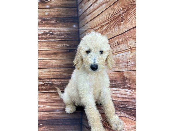 F1B Goldendoodle DOG Male Golden 22266 Petland Scottsdale, Arizona