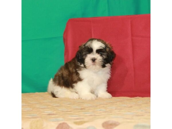 Shih Tzu-DOG-Female-White / Gold-22290-Petland Scottsdale, Arizona