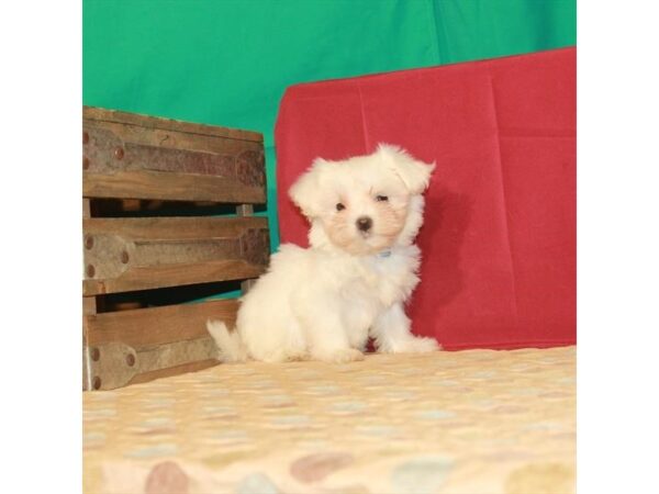 Maltese-DOG-Female-White-22287-Petland Scottsdale, Arizona