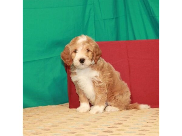 F1B Mini Goldendoodle-DOG-Male-Red-22295-Petland Scottsdale, Arizona