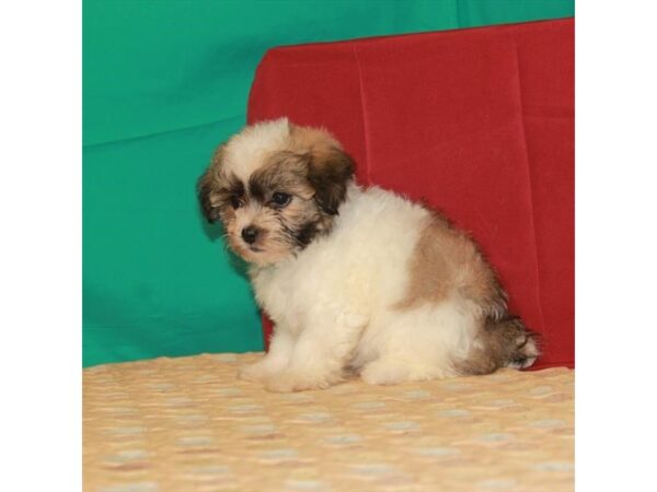 Bichon Frise/Shih Tzu-DOG-Female-White / Gold-22294-Petland Scottsdale, Arizona