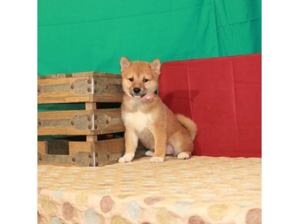 Shiba Inu-DOG-Female-Red Sesame-22289-Petland Scottsdale, Arizona
