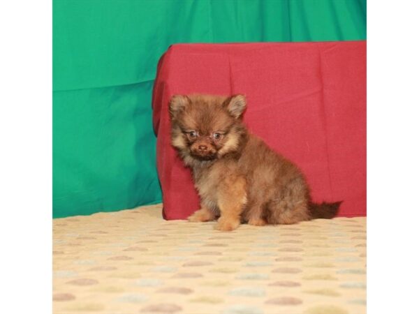 Pomeranian-DOG-Male-Chocolate / Tan-22288-Petland Scottsdale, Arizona