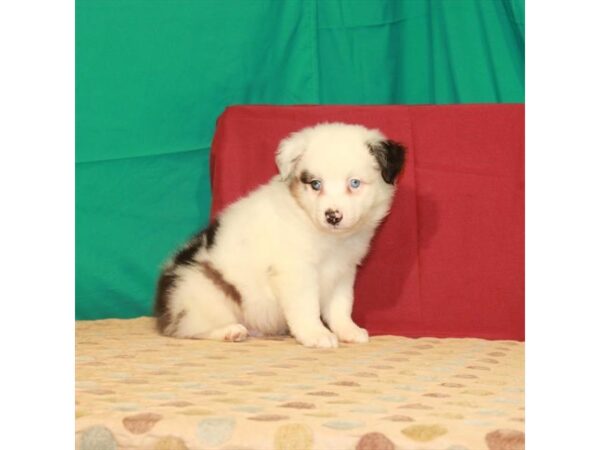 Australian Shepherd-DOG-Male-White / Blue Merle-22284-Petland Scottsdale, Arizona