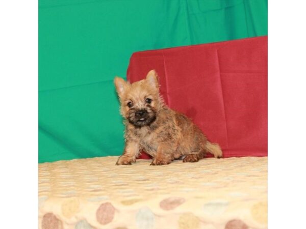 Cairn Terrier-DOG-Female-Wheaten-22286-Petland Scottsdale, Arizona
