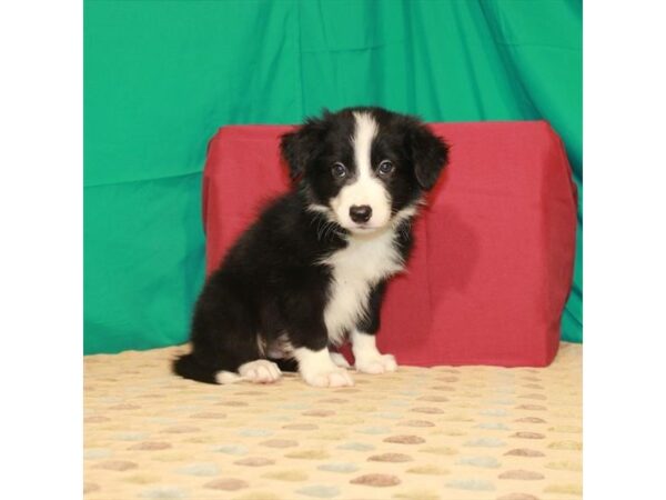 Border Collie-DOG-Male-Black-22285-Petland Scottsdale, Arizona