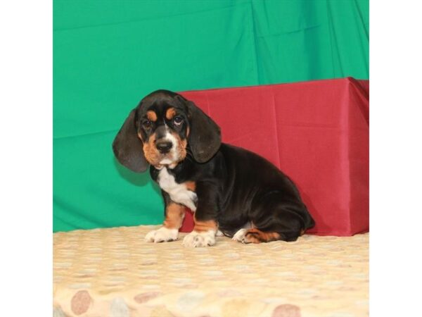 Basset Hound/English Bulldog-DOG-Female-Black Tan / White-22293-Petland Scottsdale, Arizona