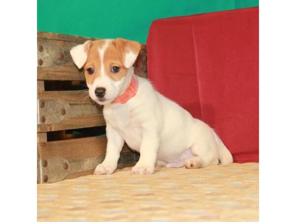 Jack Russell Terrier-DOG-Male-White / Red-22291-Petland Scottsdale, Arizona