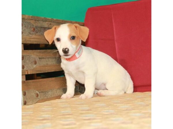 Jack Russell Terrier-DOG-Male-White / Red-22292-Petland Scottsdale, Arizona