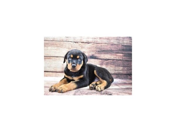 Rottweiler-DOG-Male-Black and Mahogany-22281-Petland Scottsdale, Arizona