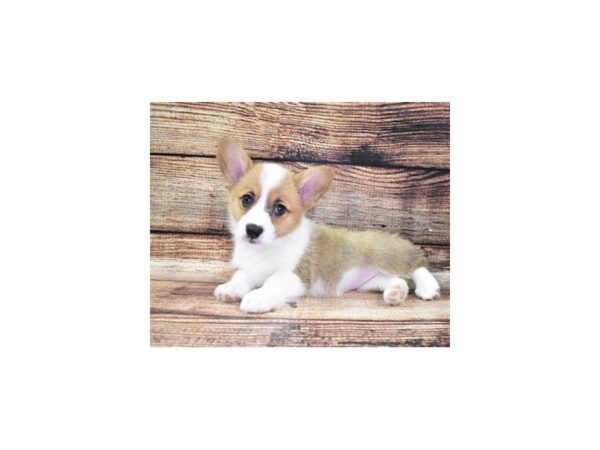 Pembroke Welsh Corgi-DOG-Female-Sable-22282-Petland Scottsdale, Arizona