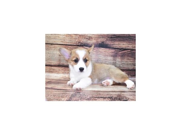 Pembroke Welsh Corgi-DOG-Female-Sable-22283-Petland Scottsdale, Arizona