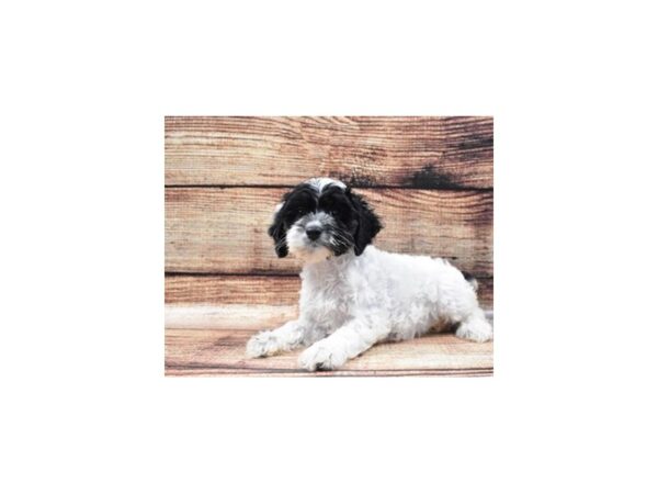 Cocker Spaniel/Poodle-DOG-Female-Black and White-22273-Petland Scottsdale, Arizona